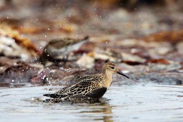Foto van een Kemphaan, Kviljoodden, Lista, Noorwegen