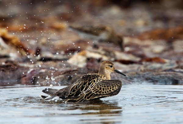 Foto van een Kemphaan, Kviljoodden, Lista, Noorwegen