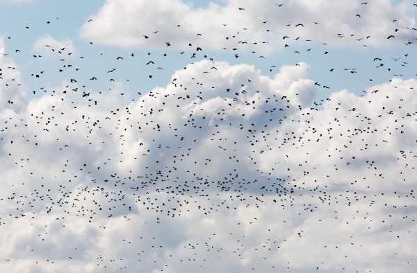 Foto van Kieviten, Lauwersmeer