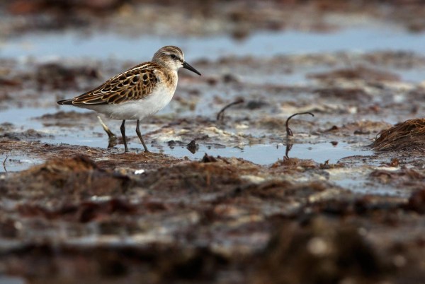 Foto van een Kleine Strandloper, Kviljoodden, Lista, Noorwegen