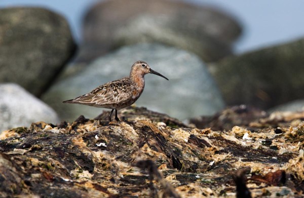 Foto van een Krombekstrandloper, Nærlandsstranden, Jæren, Noorwegen