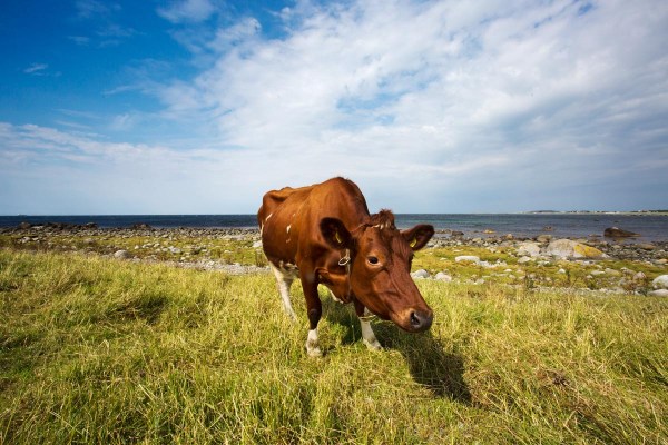 Foto van Nærlandsstranden, Jæren, Noorwegen