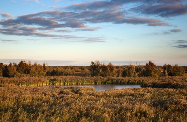 Foto van de Oostvaardersplassen, Flevoland