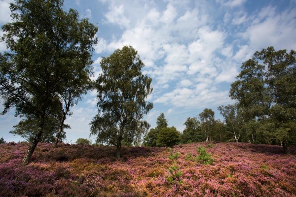 Foto van de Renderklippen, Veluwe