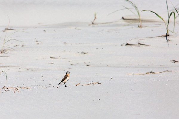Foto van een Tapuit, Rottumeroog