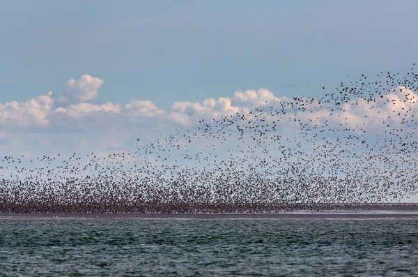 Foto van vogels op het wad, Rottumeroog