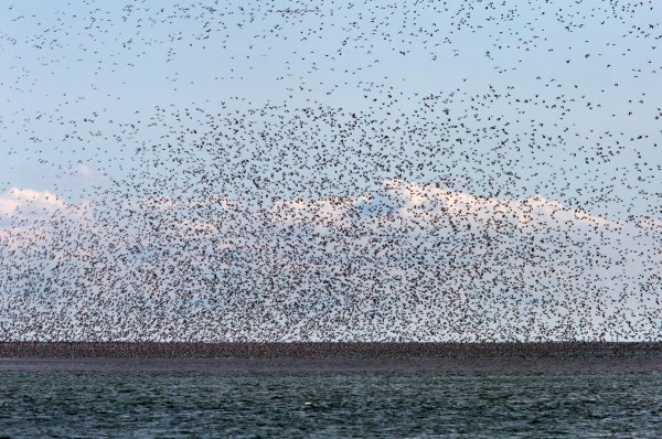 Foto van vogels op het wad, Rottumeroog