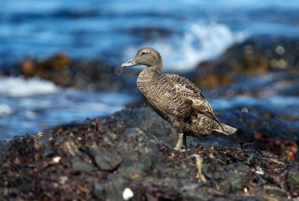 Foto van een Eider, Runde, Noorwegen