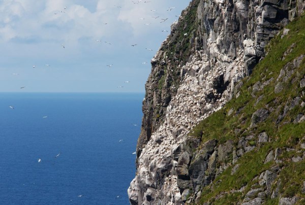 Foto van een kolonie Jan-van-Genten, Runde, Noorwegen