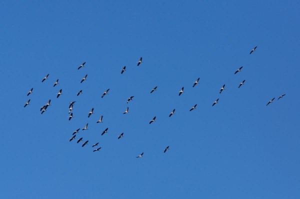 Foto van Kraanvogels, Diepholzer Moorniederung, Duitsland