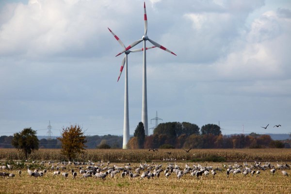 Foto van Kraanvogels, Diepholzer Moorniederung, Duitsland