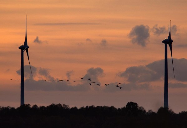 Foto van Kraanvogels, Diepholzer Moorniederung, Duitsland