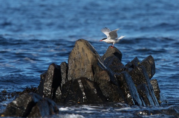 Foto van een Visdief, Runde, Noorwegen