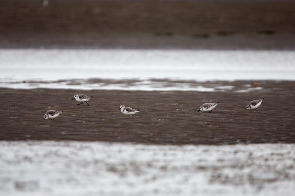 Foto van Drieteenstrandlopers, Kwade Hoek, Goeree-Overflakkee