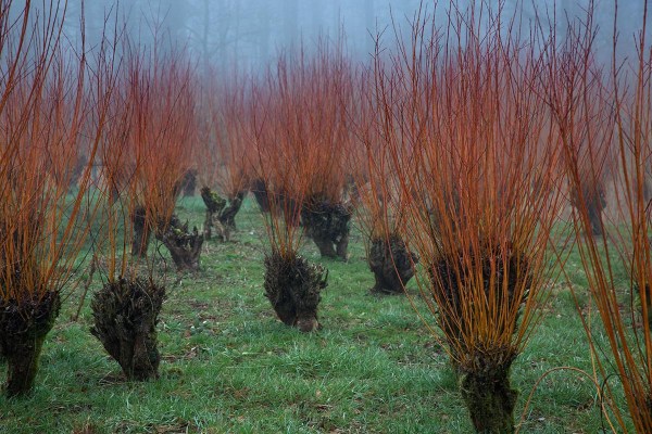 Foto van Knotwilgen, Langbroek