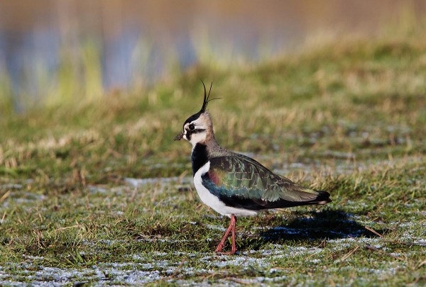 Foto van een Kievit, Texel
