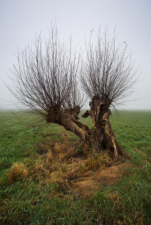 Foto van Knotwilgen, Langbroek