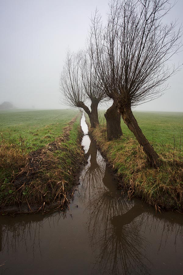 Foto van Knotwilgen, Langbroek