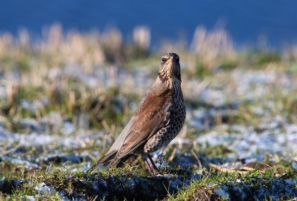 Foto van een Kramsvogel, Texel