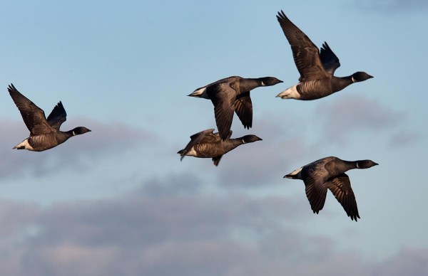 Foto van Rotganzen, Waddenzee, Texel