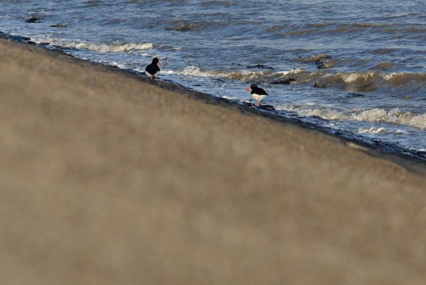 Foto van Scholeksters, Texel