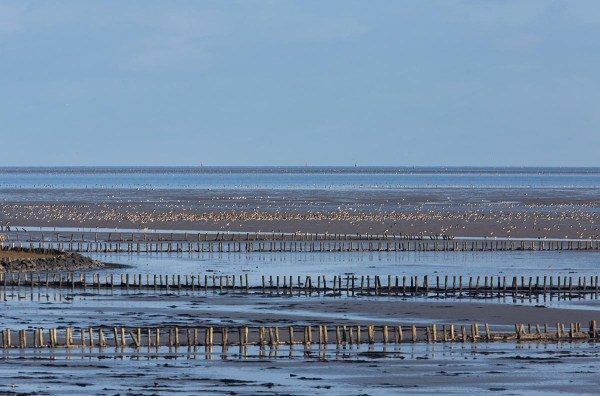 Foto van natuurgebied De Schorren, Texel