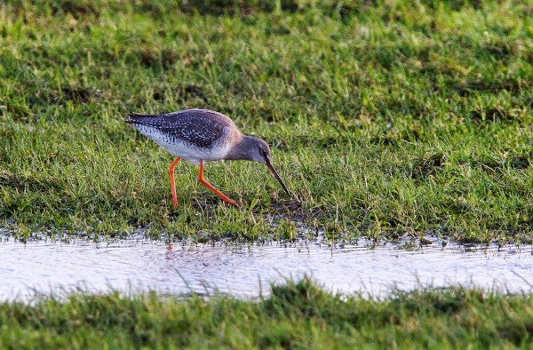 Foto van een Zwarte Ruiter, Harger- en Pettemerpolder, Petten