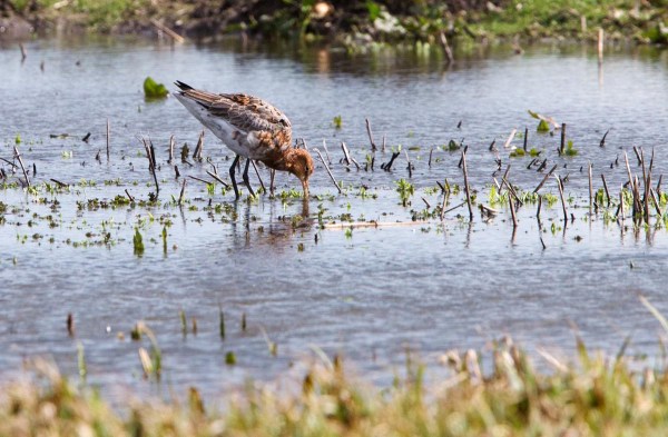 Foto van een Grutto, Eempolder, Nederland
