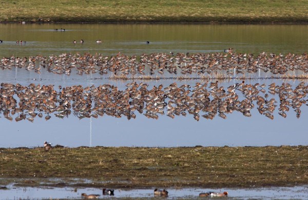 Foto van Grutto's, Landje van Geijsel, Ouderkerk aan de Amstel