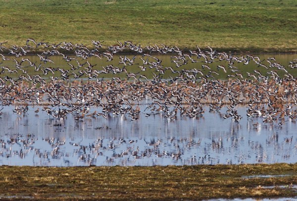Foto van Grutto's, Landje van Geijsel, Ouderkerk aan de Amstel