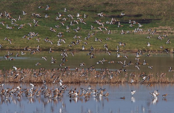 Foto van Grutto's, Landje van Geijsel, Ouderkerk aan de Amstel