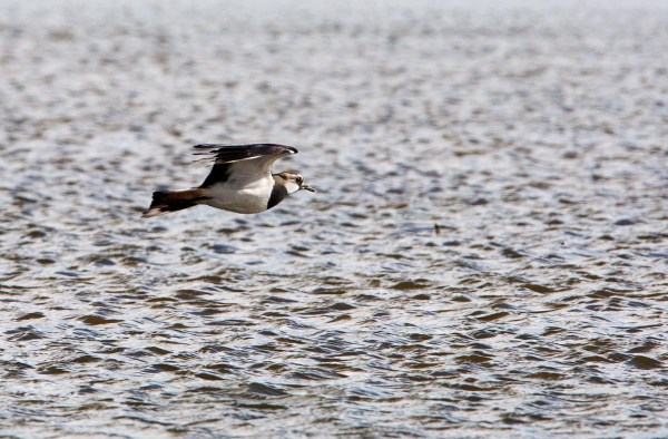 Foto van een Kievit, Eempolder, Nederland