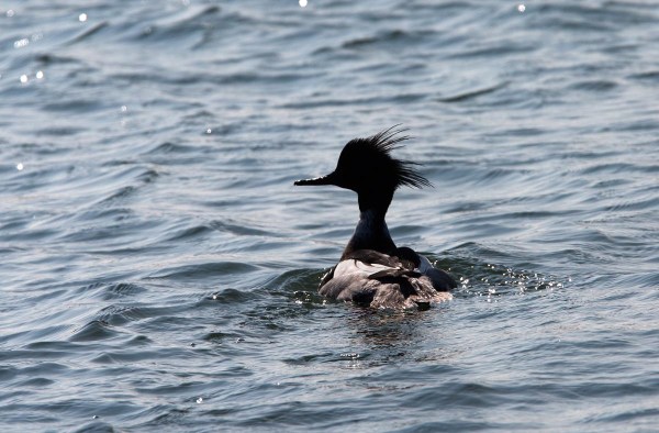 Foto van een Middelste Zaagbek, Vluchthaven, Neeltje Jans