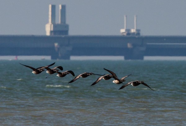 Foto van Rotganzen, Oosterscheldekering