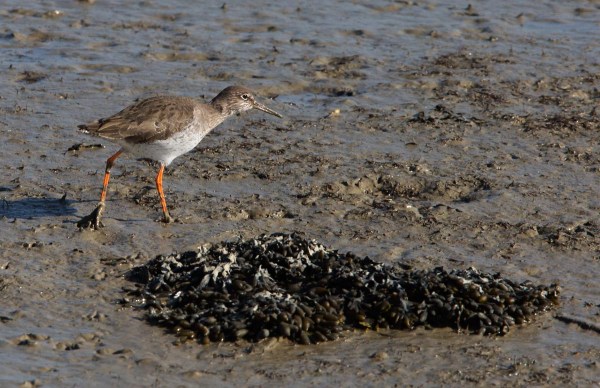Foto van een Tureluur, Inlagen Noord-Beveland, Wissenkerke.