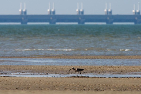 Foto van een Wulp, Oosterscheldekering