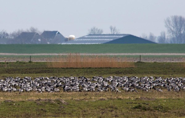 Foto van Brandganzen, Lauwersmeer