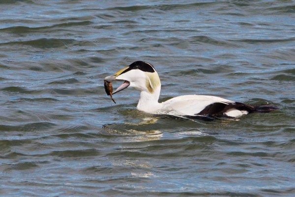 Foto van een Eider, Maasvlakte