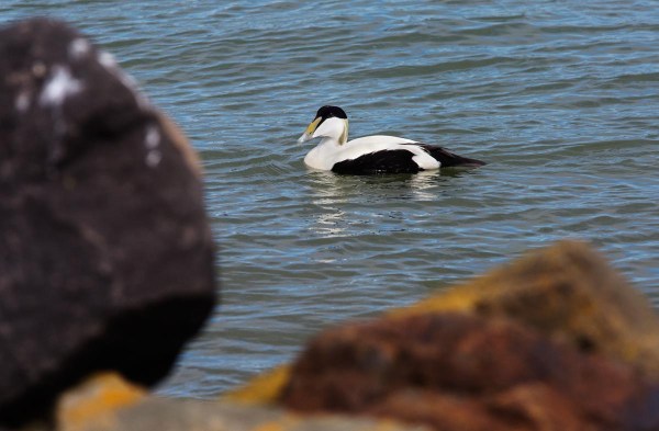 Foto van een Eider, Maasvlakte