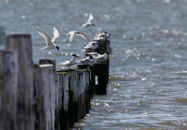 Foto van Grote Sterns, Slikken van Voorne