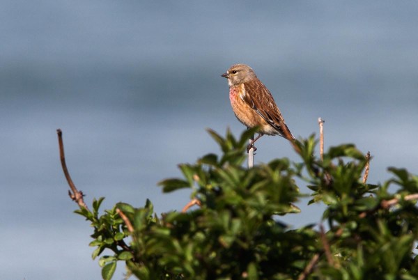 Foto van een Kneu, Maasvlakte