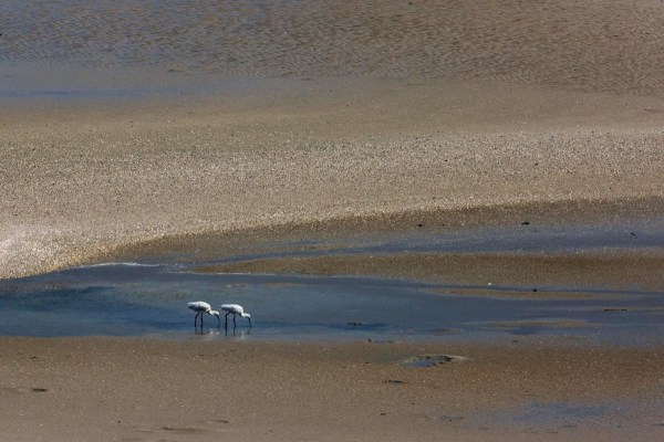 Foto van Lepelaars, Slikken van Voorne
