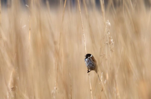 Foto van een Rietgors, Lauwersmeer