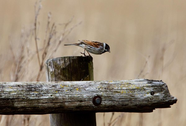 Foto van een Rietgors, Lauwersmeer