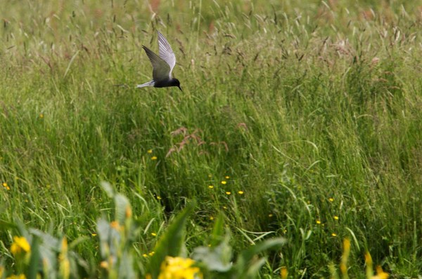 Foto van een Zwarte Stern, Polder Den Hoek, Krimpenerwaard