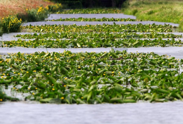 De sloot met de kolonie waar vogel VN gevangen is.