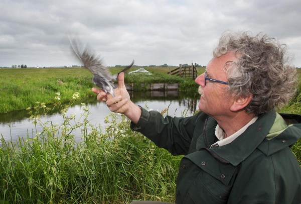 Vrijlaten van vogel VN