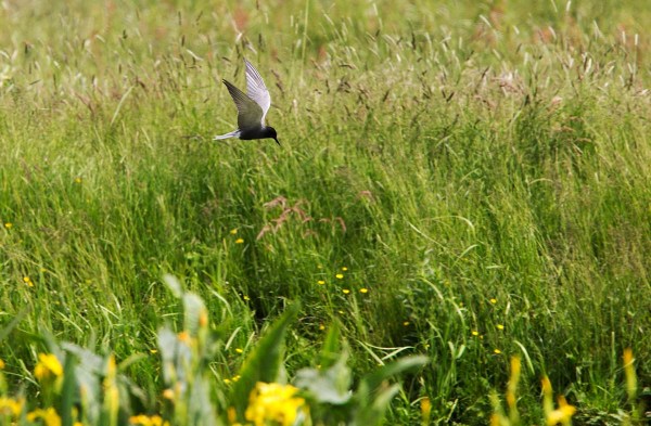 Polder Den Hoek, Krimpenerwaard.