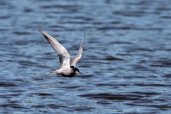 Polderreservaat, Kockengen.