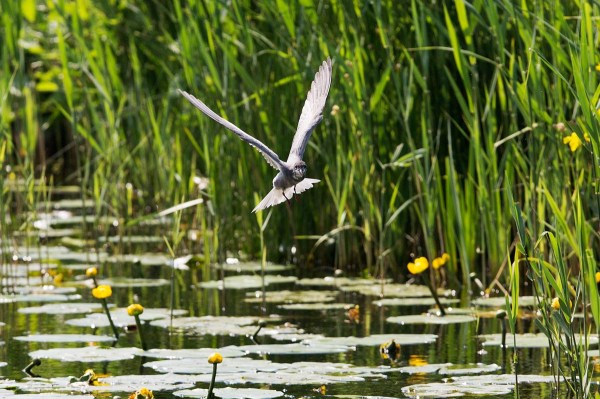 Polderreservaat, Kockengen.